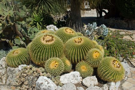 Echinocactus grusonii (cactaceae)の写真素材