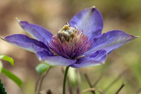 clematisの写真素材