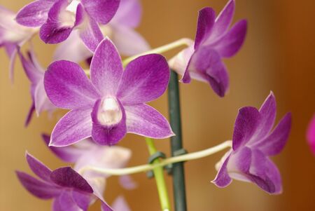 Orchids flowersの写真素材