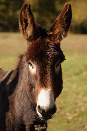 portrait of a donkey