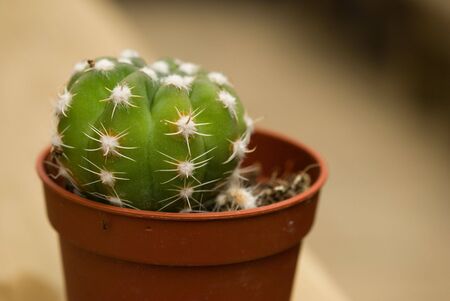 Cactus echinopsisの写真素材