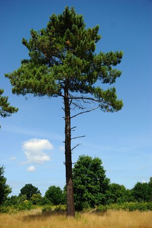 maritime pineの写真素材