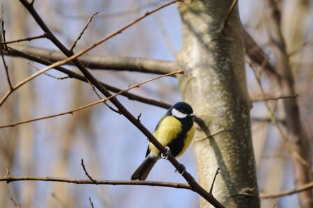 great tit (pajus major) in springの写真素材