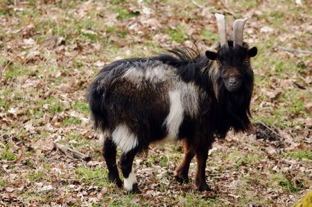 goat in a fieldの写真素材