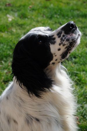 portrait of an english setterの写真素材