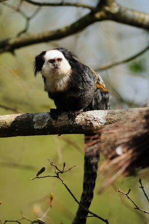 Golden-headed Lion Tamarin