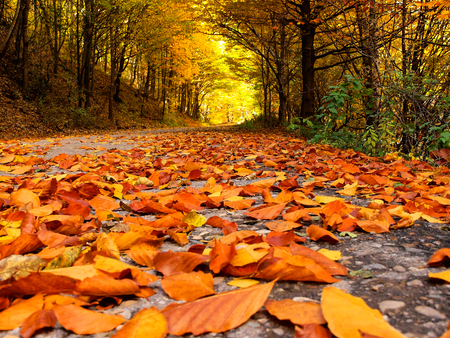 Fallen leaves path in autumnの写真素材