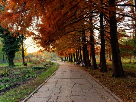 Autumn colors in the parkの写真素材