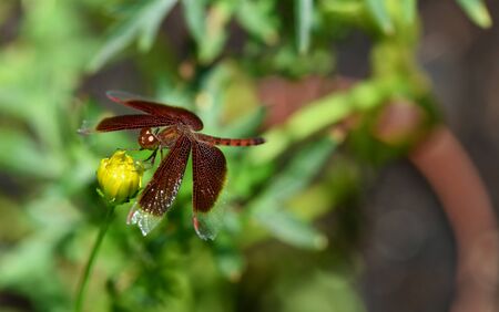 Brown dragonfly on yellow flowerの写真素材