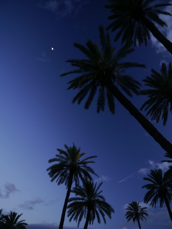 palm trees by nightの写真素材