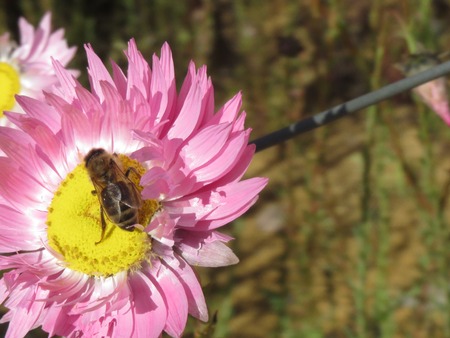 Bee on flower bed