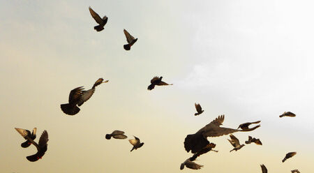 Fly Pigeonsの写真素材