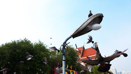 Fly Pigeonsの写真素材