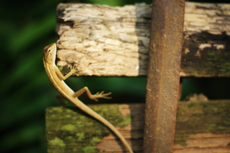 Nature lizardの写真素材