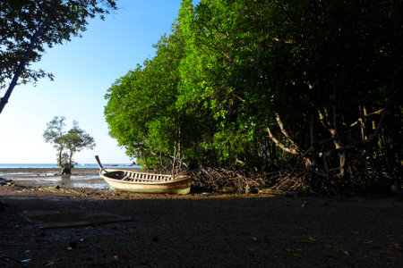 Mangrove forestの写真素材