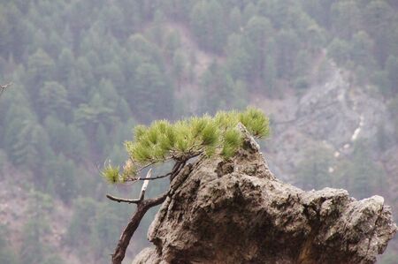 greenの写真素材