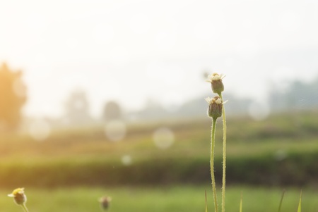 Flower field at sunset.