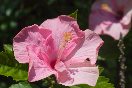 pink Hibiscus Flowers / Close up of blooming of  pink hibiscus flowers.の写真素材
