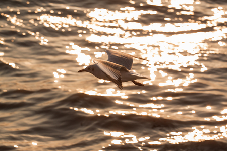 Seagull flying in the eveningの写真素材