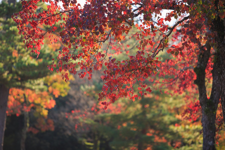 Autumn forestの写真素材