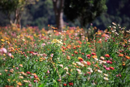 field paper flowersの写真素材