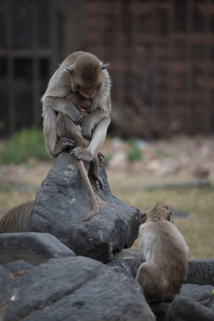 Monkeys at Prang Sam Phaya Historical Site, Lop Buri, Thailandの写真素材