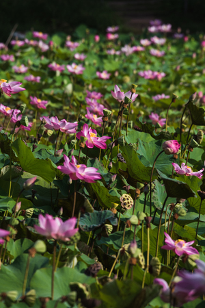 Lotus in the fieldの写真素材