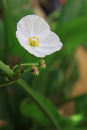 A white water plant flowerの写真素材