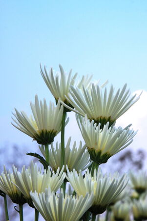 A white flower,chrysanthemum with blue sky backgroundの写真素材