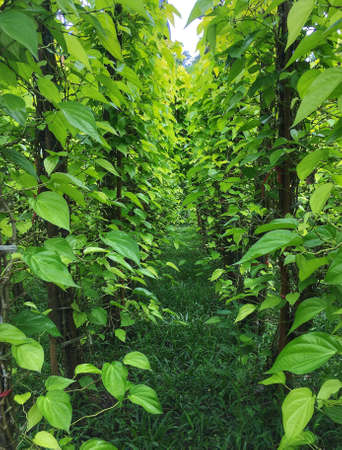 leaf gardenの素材