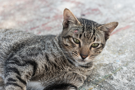 the cat in community face close upの写真素材