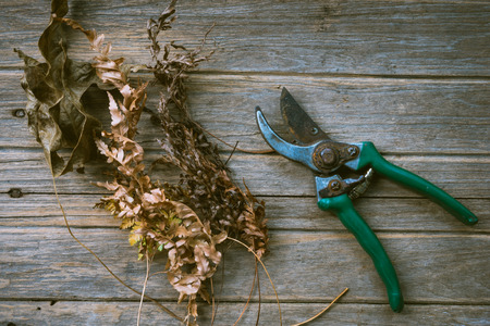 Pruning shears or Gardening tools on wooden table with dry twigs in spring. Retro style top view concept.の写真素材