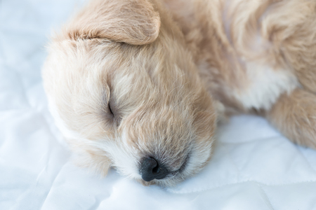 Closeup of sleeping my dog.の写真素材