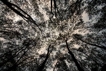 Forest at night sky and the trees around.の写真素材