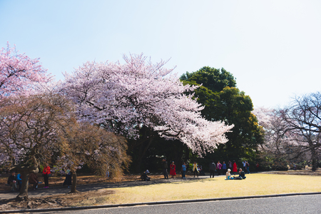 OSAKA, JAPAN - MAR 2015: Cherry blossoms (Sakura) tree at Shinjuku Gyoen National Garden or traditional leisure activity in Japanのeditorial素材
