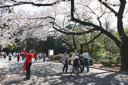 OSAKA, JAPAN - MAR 2015: Cherry blossoms (Sakura) tree at Shinjuku Gyoen National Garden or traditional leisure activity in Japanのeditorial素材