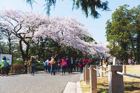 OSAKA, JAPAN - MAR 2015: Cherry blossoms (Sakura) tree at Shinjuku Gyoen National Garden or traditional leisure activity in Japanのeditorial素材