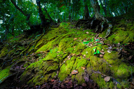 Beautiful green moss in the forest with sunray, Mossy on ground and Tree roots old. Wildlife,...