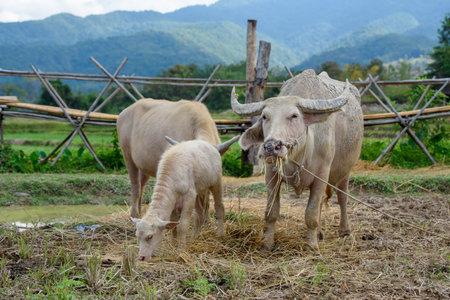 Albino buffalo group in farm at countryside of thailandの写真素材