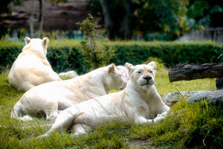 Female White Lion lying down on grass in zoo. Very shallow focus point at lion face