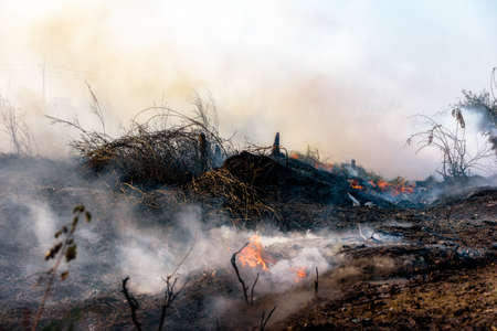 Fire flame burning garbage spreads over the grassy forest while emitting smoke air pollution, Air pollution concept. Focusing on bonfire.の写真素材