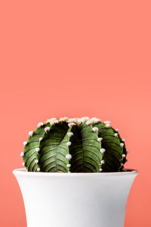 Gymnocalycium Friedrichii lb 2178 Cactus in white pots, Minimal closeup on pink pastel background with copy space.の写真素材