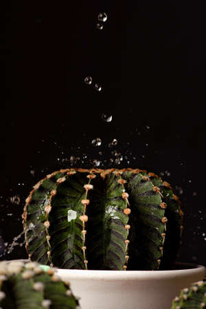 Close up Gymnocalycium Friedrichii LB1278 cactus on black background with water dropsの写真素材