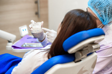 Dentist showing teeth model and discussing with patient about human teeth with gums. Knowledge about caring for healthy teeth. Medical treatment at modern dental clinic or dentist office.の写真素材