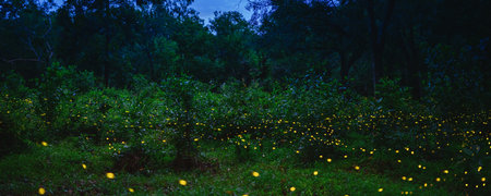 Bokeh of bioluminescence or flashing light of Swarm Fireflies, Firefly flying in forest twilight...