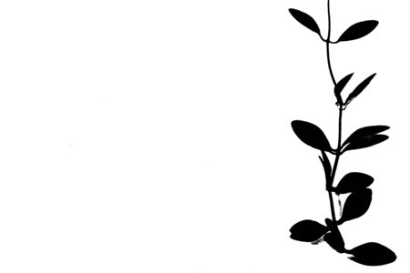 Contrast black and white in natural leaves climbing form on white backgroundの写真素材