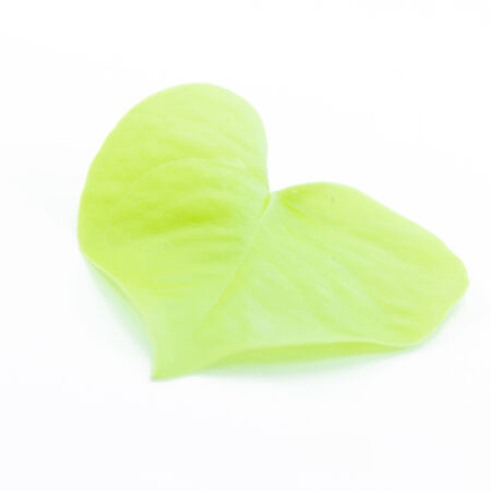 Light green leaf in heart shape on white backgroundの写真素材