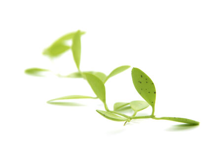 Green natural leaves climbing close up texture on white backgroundの写真素材