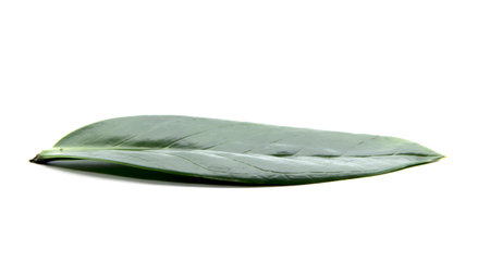 Natural form and texture green leaf thickness on white backgroundの写真素材