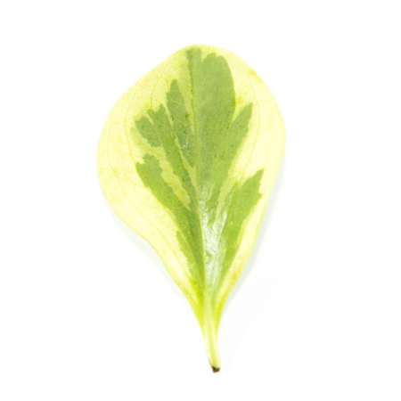 Light yellow leaf with green pattern on white backgroundの写真素材